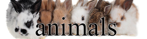 Animals