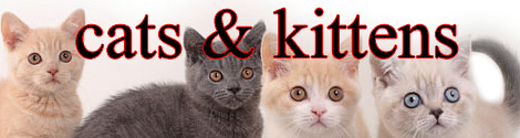 Cats and Kittens