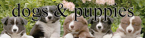 Dogs and Puppies