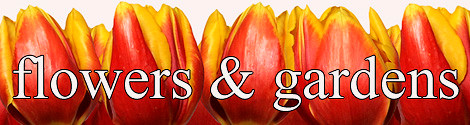 Flowers and Gardens